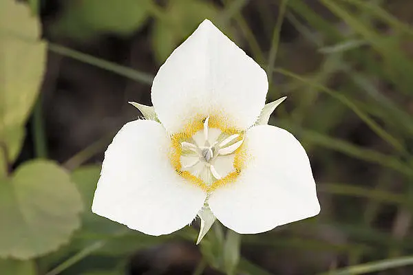Three Spot Mariposa Lily