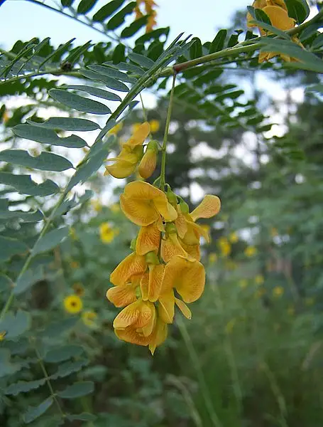 Rattlebush