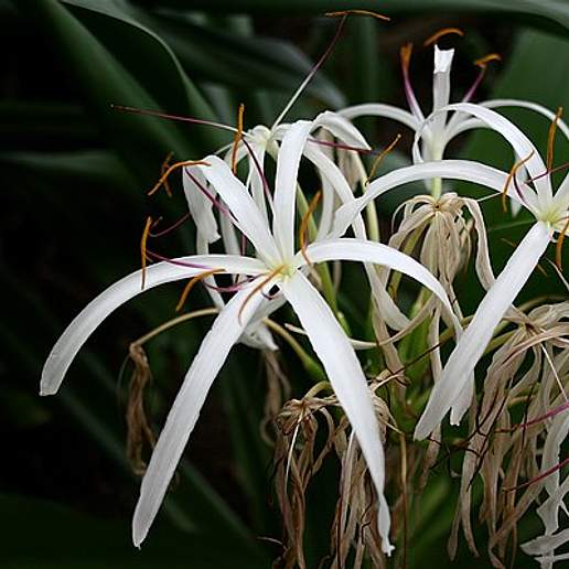 Grand Crinum