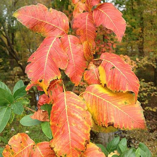 Eastern Poison Ivy