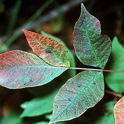 Poison Sumac