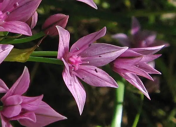 Early Onion