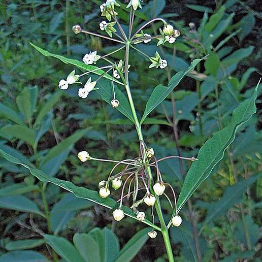 Poke Milkweed
