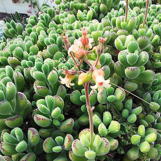 Crassula Congesta