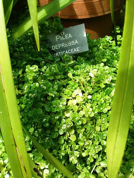Depressed Clearweed