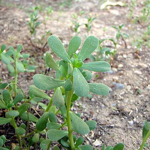 Common Purslane
