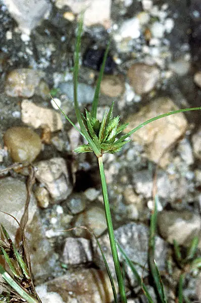 Poorland Flat Sedge