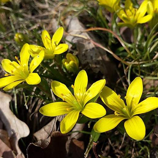 Early Star Of Bethlehem
