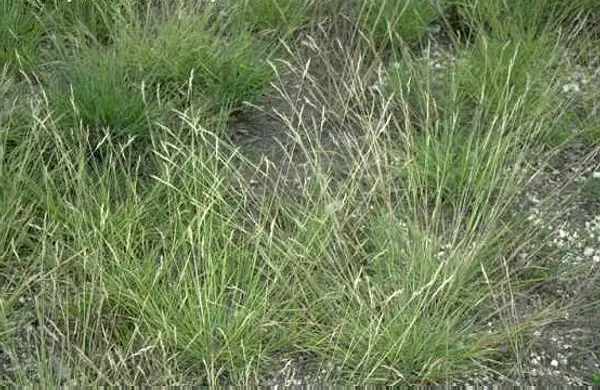 Poverty Oatgrass