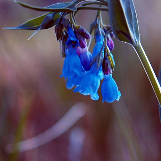 Lance Leaved Lungwort