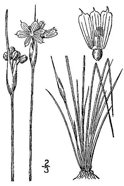 Prairie Blue Eyed Grass