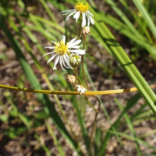 Early Whitetop Fleabane