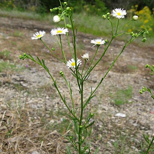 Common Eastern Fleabane