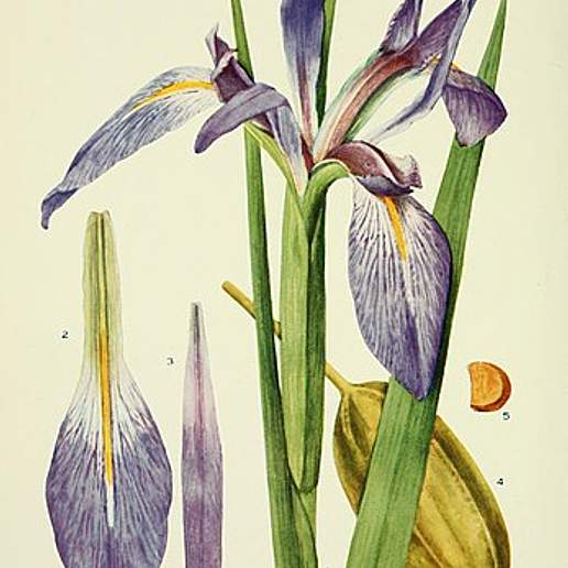 Savanna Iris