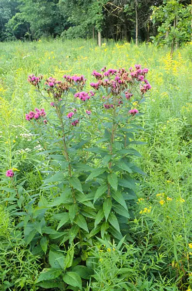 Common Ironweed