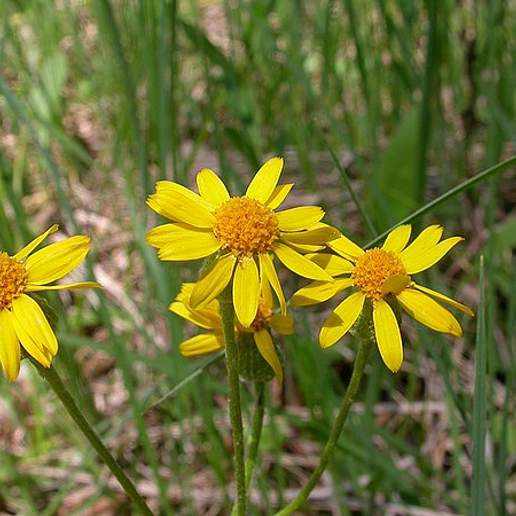 Prairie Groundsel