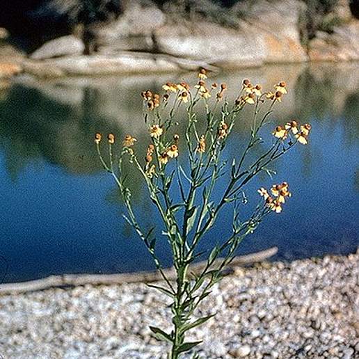 Pretty Sneezeweed