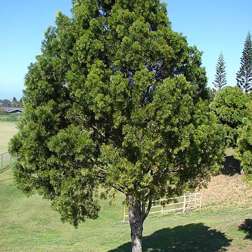 East African Yellowwood