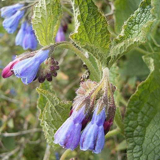 Rough Comfrey