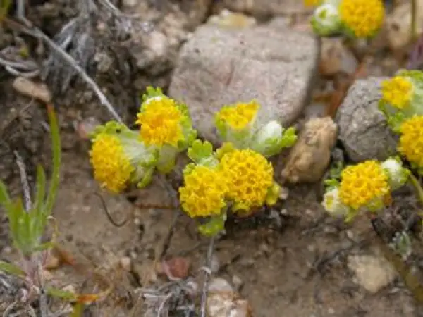 Pringle's Woolly Sunflower