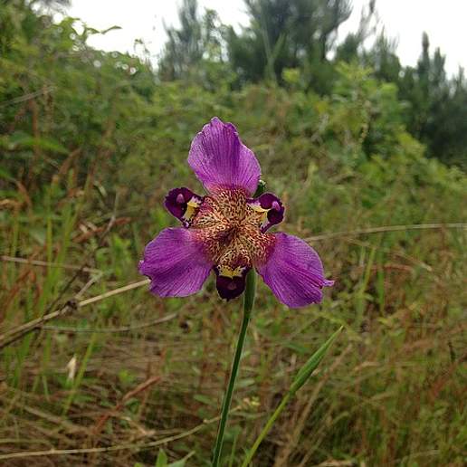 Propeller Flower