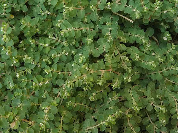 Crenated Spurge
