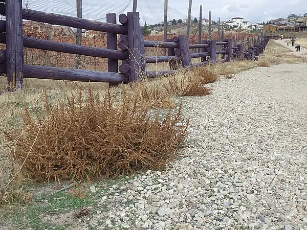 Tumble Pigweed