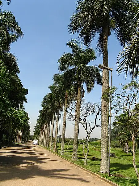 Puerto Rico Royal Palm