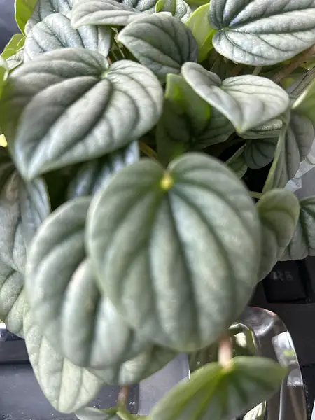 Peperomia Frost