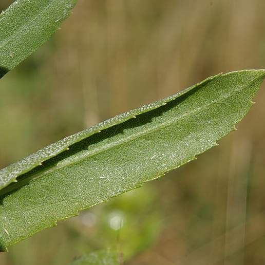 Puget Sound Gumweed