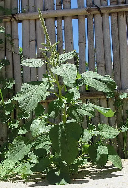 Purple Amaranth