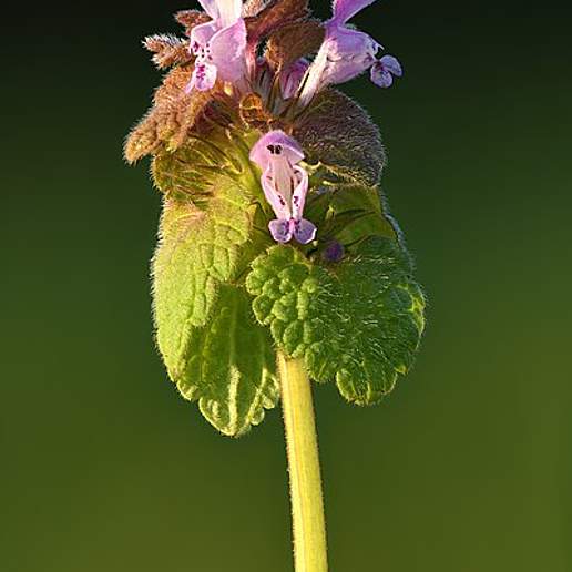 Purple Deadnettle