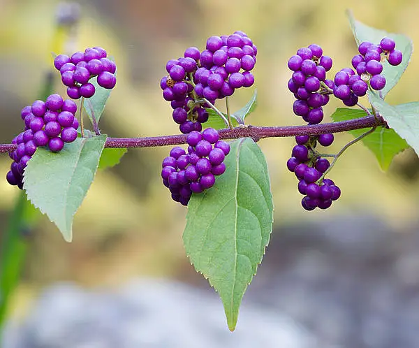 Beautyberry