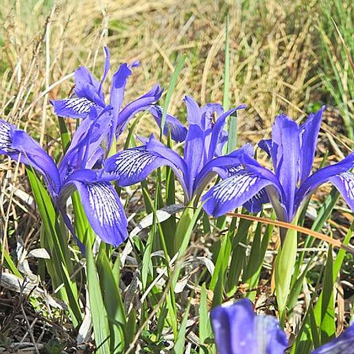Beardless Iris