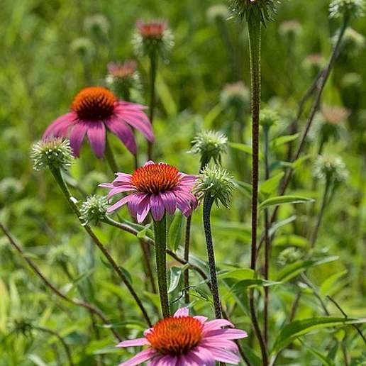Echinacea