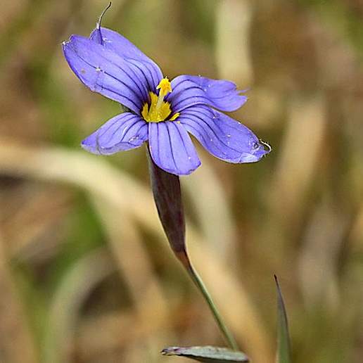 Eastern Blue Eyed Grass