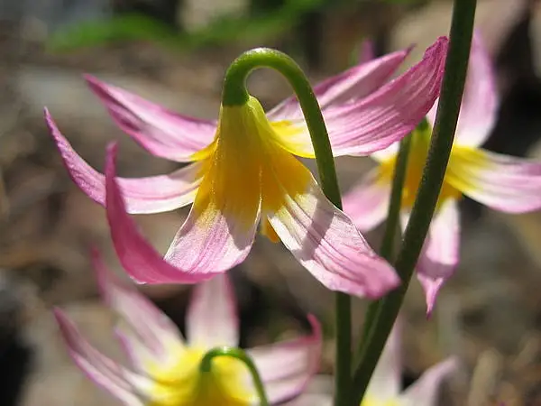 Purple Fawnlily