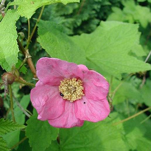 Purple Flowered Raspberry