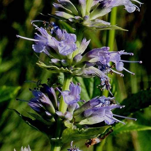 Figwort Giant Hyssop