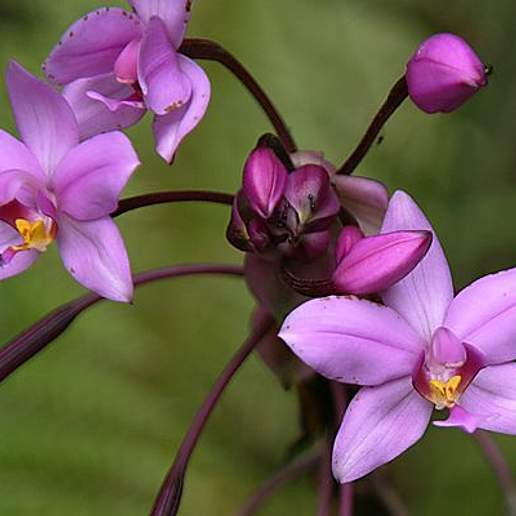 Boat Orchid