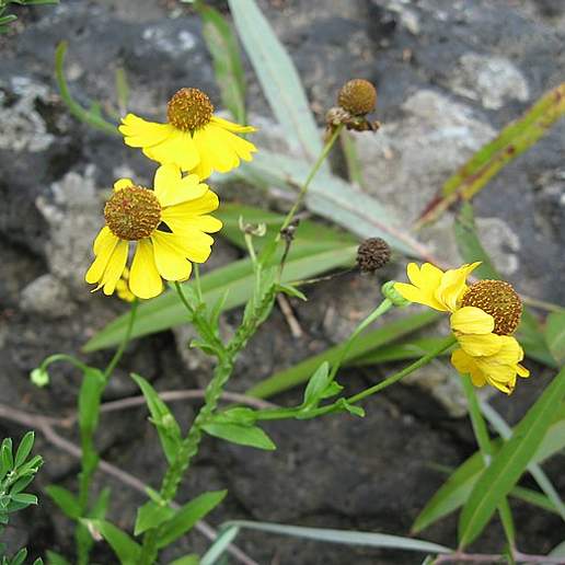 Southern Sneezeweed
