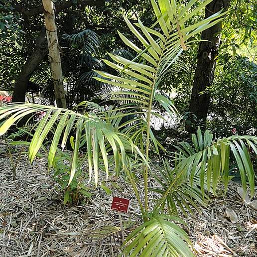 Archontophoenix purpurea