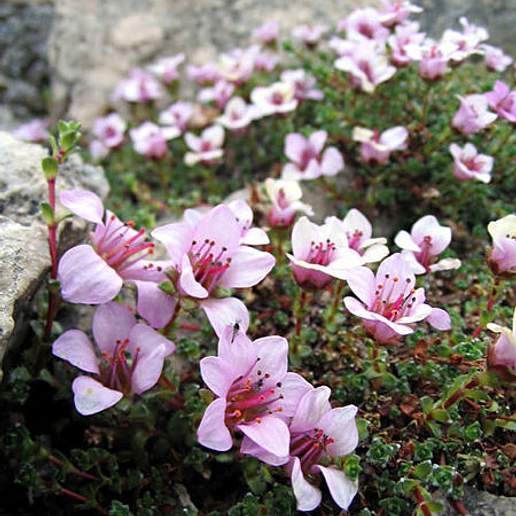 Purple Alpine Saxifrage