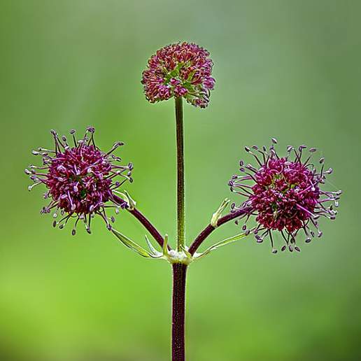 Purple Blacksnakeroot