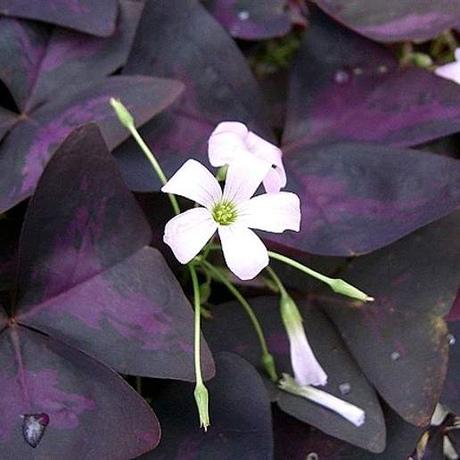 Purple Shamrock