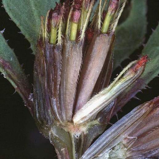 Purplestem Beggarticks