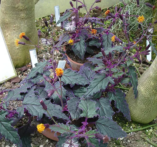Purple Velvetplant