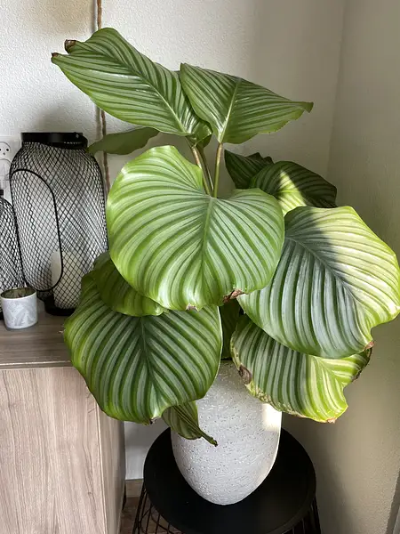 Calathea Orbifolia