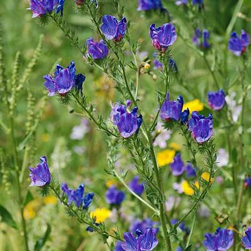 Viper's Bugloss