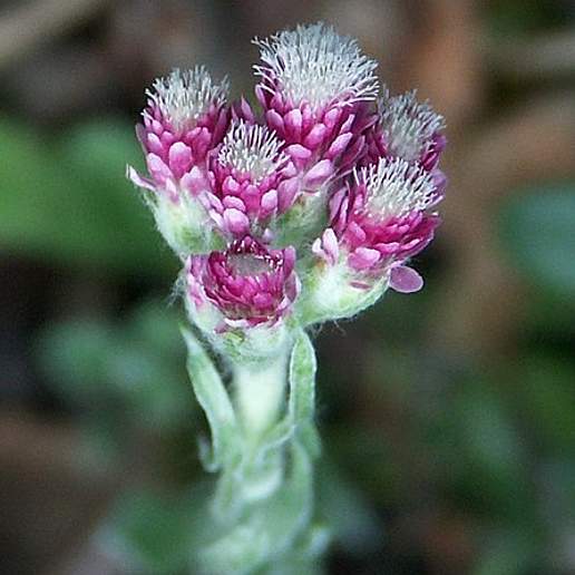 Gemeines Katzenpftchen